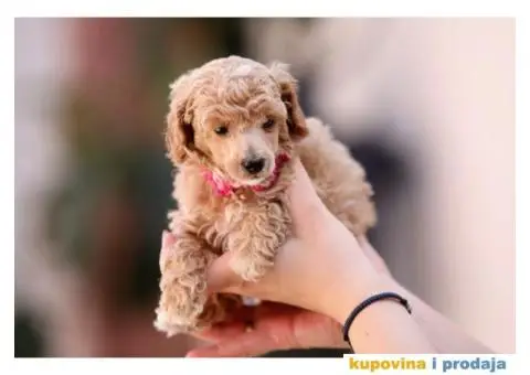 Aprikot pudla prelepi stenci - 6/8