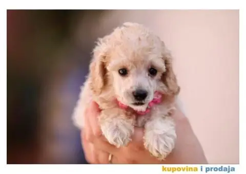 Aprikot pudla prelepi stenci - 7/8