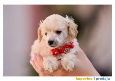 Aprikot pudla prelepi stenci - 8/8