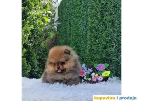 Pomeranac prelepi stenci - 1/9