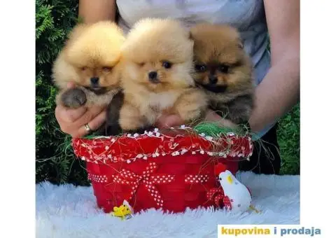 Pomeranac prelepi stenci - 2/9