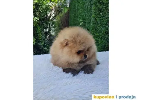 Pomeranac prelepi stenci - 3/9