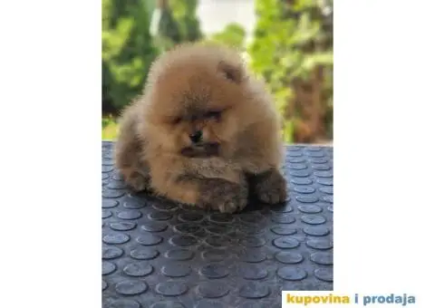 Pomeranac prelepi stenci - 4/9