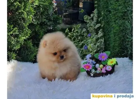 Pomeranac prelepi stenci - 5/9