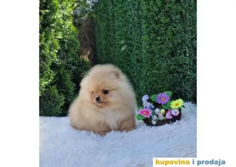 Pomeranac prelepi stenci - 6/9