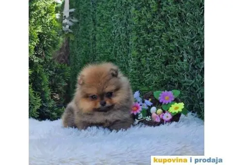 Pomeranac prelepi stenci - 7/9