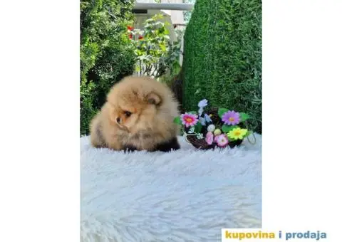 Pomeranac prelepi stenci - 8/9