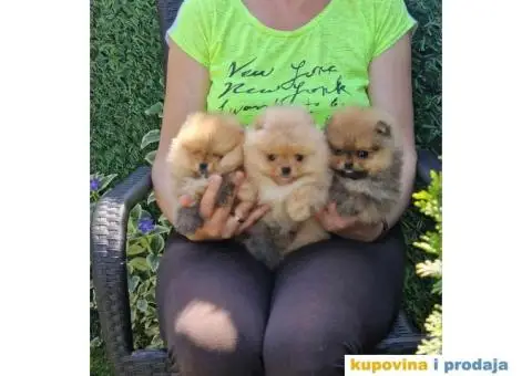 Pomeranac prelepi stenci - 9/9