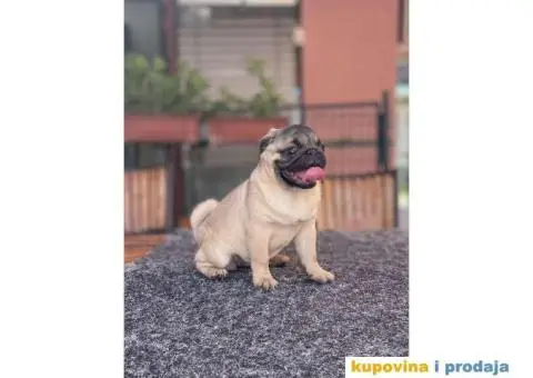 Mops prelepo žensko štene - 1/4