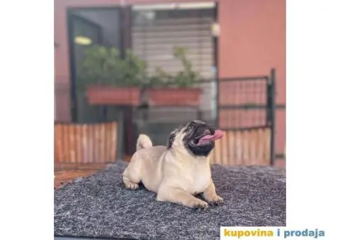 Mops prelepo žensko štene - 2/4