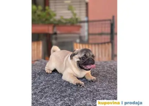 Mops prelepo žensko štene - 3/4