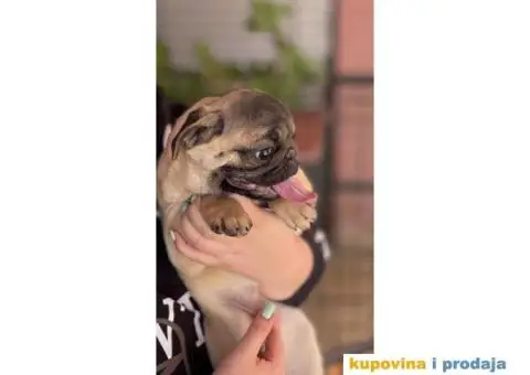 Mops prelepo žensko štene - 4/4