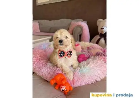 Maltipoo prelepi stenci + POKLON - 1/10