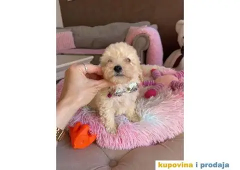 Maltipoo prelepi stenci + POKLON - 2/10