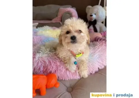 Maltipoo prelepi stenci + POKLON - 3/10