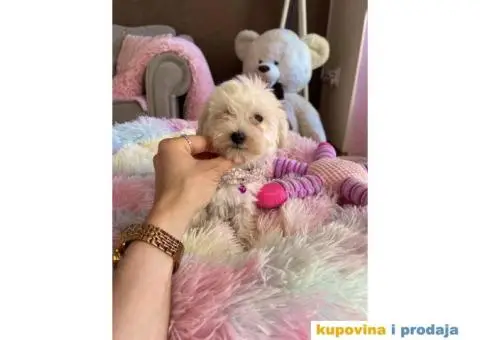 Maltipoo prelepi stenci + POKLON - 4/10