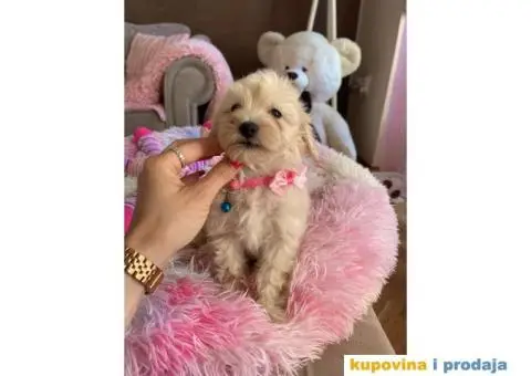 Maltipoo prelepi stenci + POKLON - 5/10