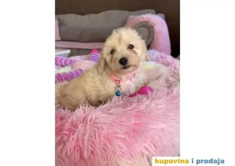 Maltipoo prelepi stenci + POKLON - 6/10