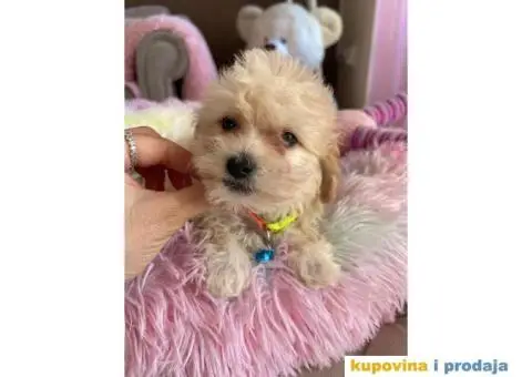 Maltipoo prelepi stenci + POKLON - 7/10