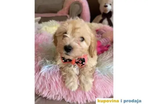 Maltipoo prelepi stenci + POKLON - 8/10