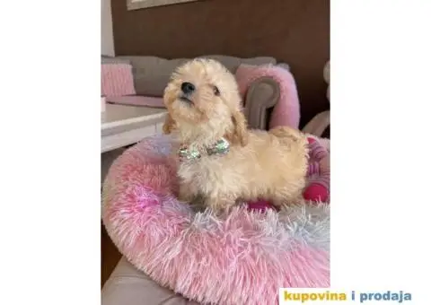 Maltipoo prelepi stenci + POKLON - 9/10