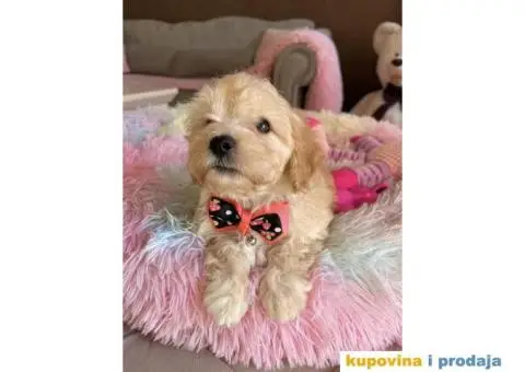 Maltipoo prelepi stenci + POKLON - 10/10