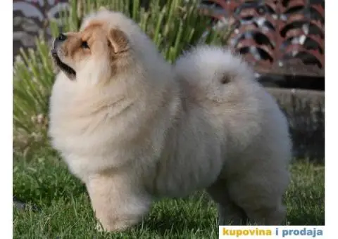 Chow Chow Čau Čau štenci - 1/5