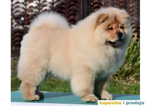 Chow Chow Čau Čau štenci - 2/5