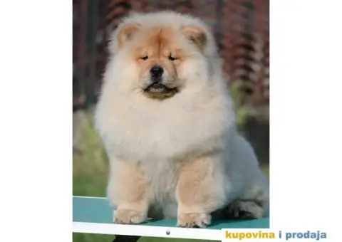 Chow Chow Čau Čau štenci - 3/5