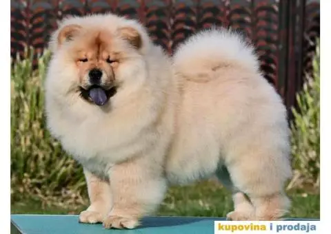 Chow Chow Čau Čau štenci - 4/5