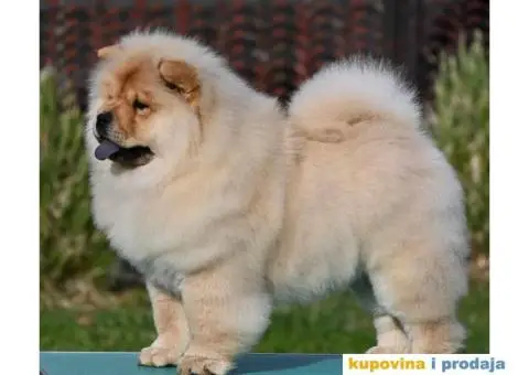 Chow Chow Čau Čau štenci - 5/5