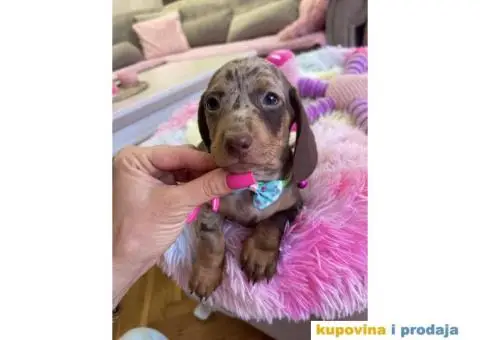 Patuljasti Jazavičar egzotične boje štenci + POKLON - 1/10