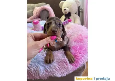 Patuljasti Jazavičar egzotične boje štenci + POKLON - 2/10