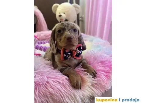 Patuljasti Jazavičar egzotične boje štenci + POKLON - 3/10