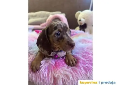 Patuljasti Jazavičar egzotične boje štenci + POKLON - 4/10