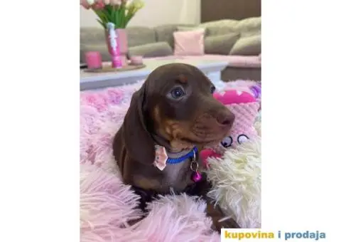 Patuljasti Jazavičar egzotične boje štenci + POKLON - 5/10