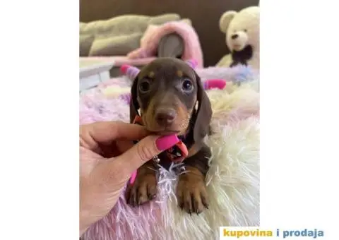 Patuljasti Jazavičar egzotične boje štenci + POKLON - 6/10