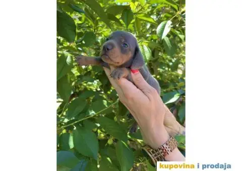 Patuljasti Jazavičar egzotične boje štenci + POKLON - 7/10