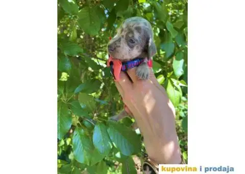 Patuljasti Jazavičar egzotične boje štenci + POKLON - 8/10
