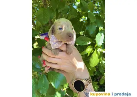 Patuljasti Jazavičar egzotične boje štenci + POKLON - 9/10