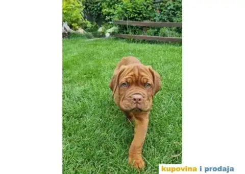 BORDOŠKA DOGA  prodaju se štenci - 1/10