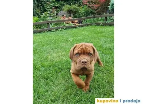 BORDOŠKA DOGA  prodaju se štenci - 2/10