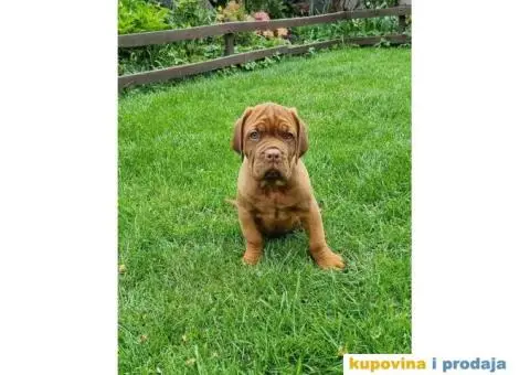 BORDOŠKA DOGA  prodaju se štenci - 3/10
