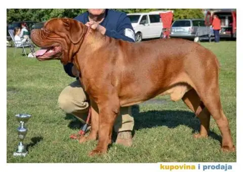 BORDOŠKA DOGA  prodaju se štenci - 4/10