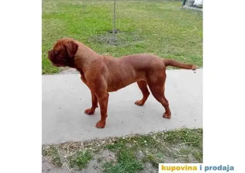 BORDOŠKA DOGA  prodaju se štenci - 5/10