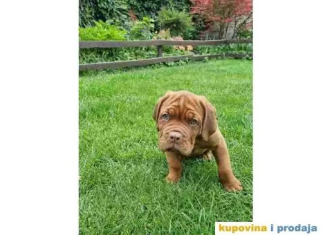 BORDOŠKA DOGA  prodaju se štenci - 6/10