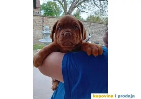 BORDOŠKA DOGA  prodaju se štenci - 7/10