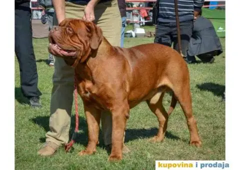 BORDOŠKA DOGA  prodaju se štenci - 8/10