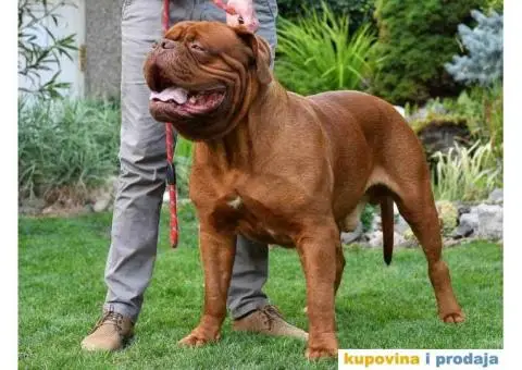 BORDOŠKA DOGA  prodaju se štenci - 9/10