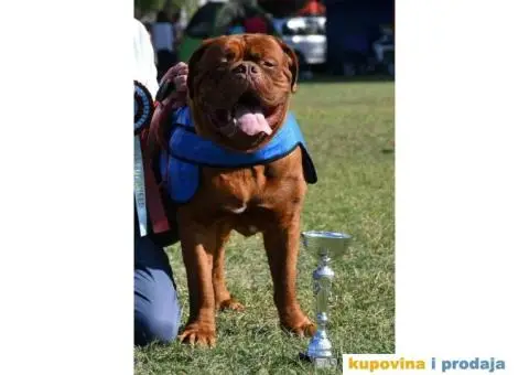 BORDOŠKA DOGA  prodaju se štenci - 10/10